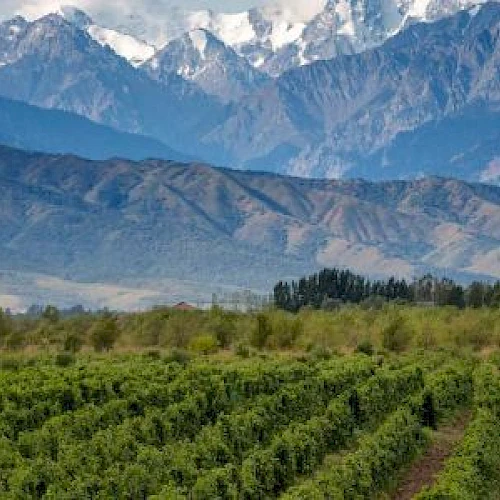 The image shows a lush green vineyard with rows of grapevines, set against a backdrop of majestic, snow-capped mountains under a clear sky.