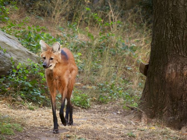 A maned wolf is walking along a grassy path surrounded by trees and foliage in a natural setting, its distinctive ears alert.