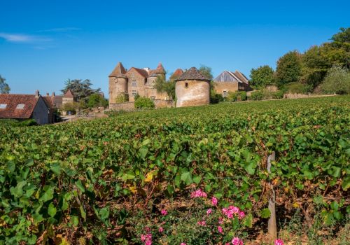 A scenic vineyard with lush green grapevines and a historic European-style castle in the background under a clear blue sky.