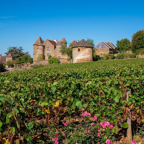A scenic vineyard with lush green grapevines and a historic European-style castle in the background under a clear blue sky.