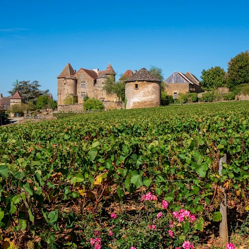A scenic vineyard with lush green grapevines and a historic European-style castle in the background under a clear blue sky.