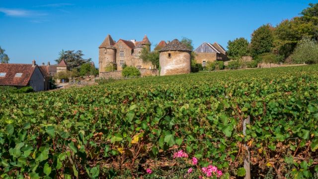 A scenic vineyard with lush green grapevines and a historic European-style castle in the background under a clear blue sky.