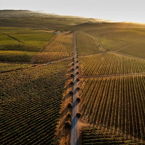Aerial view of a vineyard landscape at sunset, with neatly aligned rows and a central path, capturing the vastness and beauty of the fields.