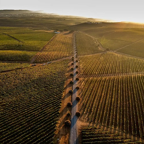 Aerial view of a vineyard landscape at sunset, with neatly aligned rows and a central path, capturing the vastness and beauty of the fields.