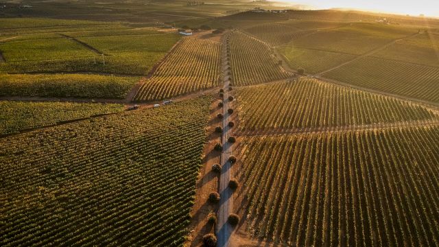 Aerial view of a vineyard landscape at sunset, with neatly aligned rows and a central path, capturing the vastness and beauty of the fields.