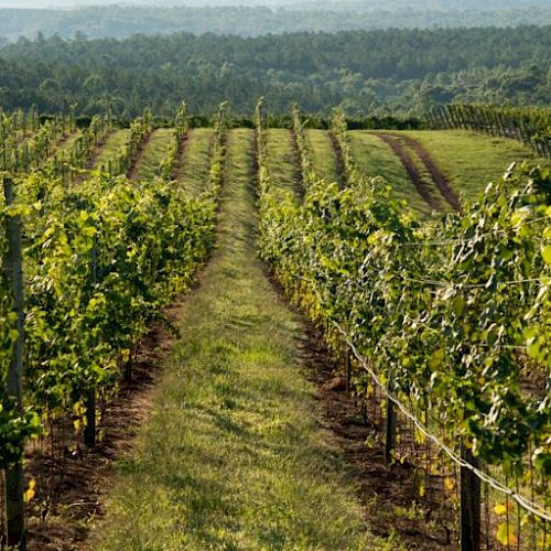 A vineyard with rows of grapevines stretches into the distance under a clear sky, surrounded by lush greenery.